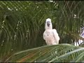 Dancing Parrot at 2006 Ultraman Championship