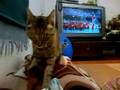 2008 北京オリンピック開会式、猫も行進