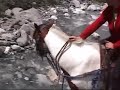 Trail Riding in Canada's Rocky Mountains - Part 1