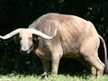 Bufalo bil Bufalo bil