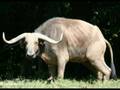 Bufalo bil