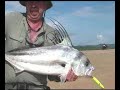 A Mexican roosterfish montage