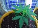 Growroom the beginning 9/x Growroom the beginning 9/x