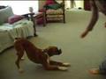 clicker training boxer to bow using free shaping