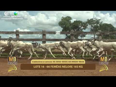 525� LEIL�O VIRTUAL MB LEIL�ES