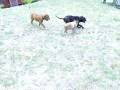videos de basil gets playful with vito cane corso and toulouse dog de bordeux