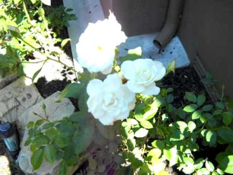 how to plant iceberg roses