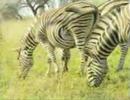 Zebras and Waterbucks - Wildearth 04/20/2008