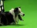 Crufts 2008 Obedience Championships