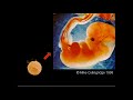 In Situ Hybridization In Situ Hybridization