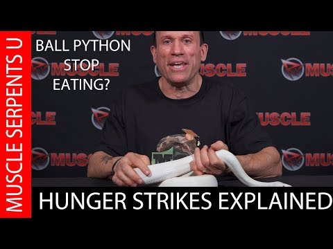 YouTube reptile video