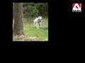 Schnauzer Miniatura video