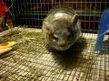 Chinchilla Takes Dust Bath To Eminem\