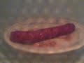 hot dog explodes