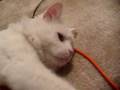 videos de Feliciano the Wonder Cat, etc., etc.