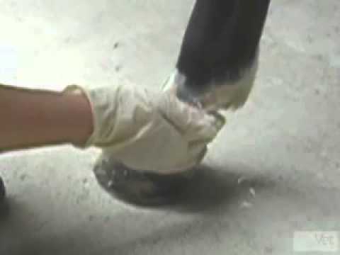 how to treat mud fever