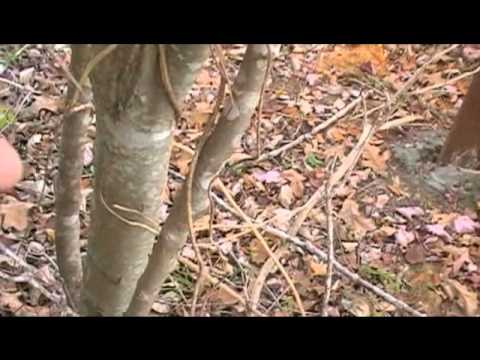 how to transplant a honeysuckle vine