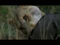 Lioness hunts Boar