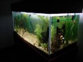 Peixes DiscusRed TurquesaBlue TurquesaPigeonBlue DiamondAquario Plantado 300Lt02-11-09 