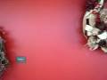 videos de Festive Holiday Wreaths, Part 3