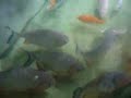 Fish Pond ni Jog - Episode 1 Fish Pond ni Jog - Episode 1