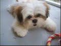 Blake gets groomed! Blake gets groomed!