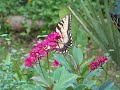 Tiger Swallowtail (f)
