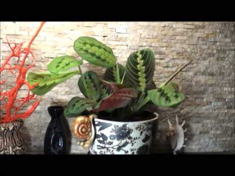how to replant prayer plant