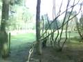videos de Steve Irwin Ape Creatures [part 6]