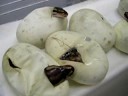Ball Python Clutch Pipping! Cont... Part 2