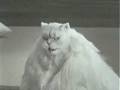 dicke katze will abnehmen