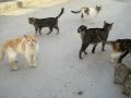 ΓΑΤΕΣ ΚΡΗΤΗΝΙΑΣ - CATS OF KRITINIA