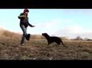 nauka-flipa.html