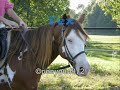 Best Horses Ever! Part II Best Horses Ever! Part II