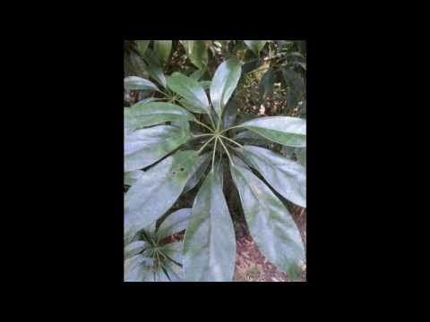 how to care for an umbrella tree