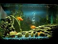 My Parrot fish