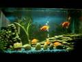 My Parrot fish