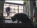 The Anti-Catnip God appears in a vision to our hero Horus, using 12-step lingo. WHO WILL WIN? Starring Phil Dejean as the Anti-Catnip God and Horus Cat as himself. Music by Beethoven: www.archive.org Theremin by Dino Sorbello Directed by me.
