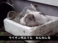 ▼キャラクター紹介▼http://maruko.ninpou.jp/nekoyashiki.html今回は「適当セリフ」の他に「適当替え歌」を付けてみました。眠いのに眠れないノラホワイトのために、子守り歌を唄ってあげたのです！これに出てくる猫は微動だにしないと言える程動かないので、「可愛く動く猫の動画」を期待されている方はご覧にならない方が良いかも知れませんが、「くだらない替え歌」が聞きたいと言う方は是非是非ご覧下さい(ΦωΦ)。▼「子守り唄」の替え歌▼♪猫ロリコロリ♪ねんねん　ころりよ ねころりよ猫のロリコン 猫ロリよ犬の遠吠え　ストレスさライオン　吠えても ねんねしなとなりの夫婦が ケンカでも犬に食わせて ねんねしな害虫駆除には 虫コロリアリの巣コロリで アリバイバイ魚食ったの オレじゃないオレは寝ていた アリバイバイCat's video.