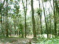 Pulinho com xT225 Pulinho com xT225