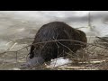 beaver sighting 2-2-08