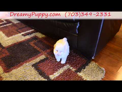 Adorable Toy Poodle Boy!