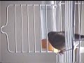 Se�or Pollo Surfin Bird (maniobras de escapismo v.1)