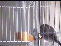 Señor Pollo Surfin Bird (maniobras de escapismo v.1)