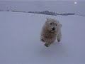 Westie Ronaldino 2