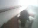 puas noxville