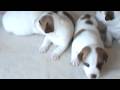 super cute Jack Russell puppies, and magpie chasing