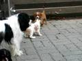 Cavalier king charles spaniel 7 weeks