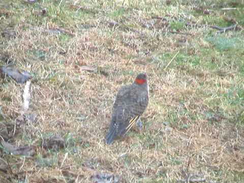 Northern Flicker, Video 2
