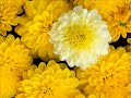 de belles fleures